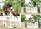 More HOYS tickets secured at the South View Summer Pony Premier Show